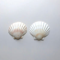 Scallop shells