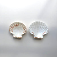 Scallop shells
