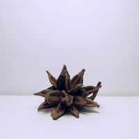 Seed pod flower
