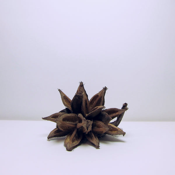 Seed pod flower