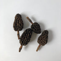 Long seed pods: Set of 4