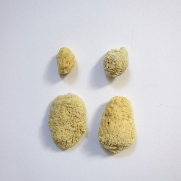 Sea sponges