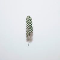 Striped Turkey feather