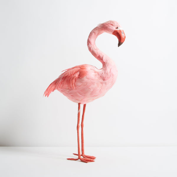 Pink flamingo