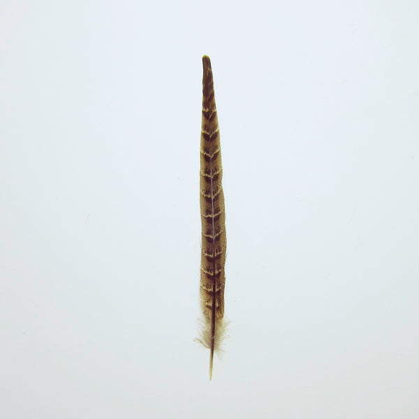 Pheasant feather