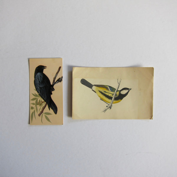 Vintage bird cards