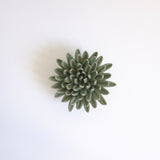 Ceramic wall hung flowers