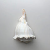 Whelk shell