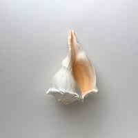 Whelk shell