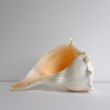 Whelk shell