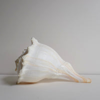 Whelk shell