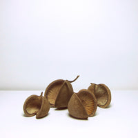 Seed pods:Set of 4