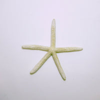 White star fish