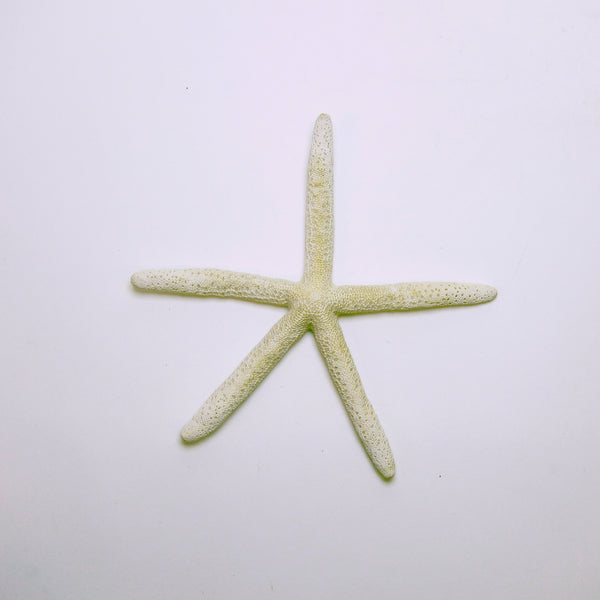 White star fish